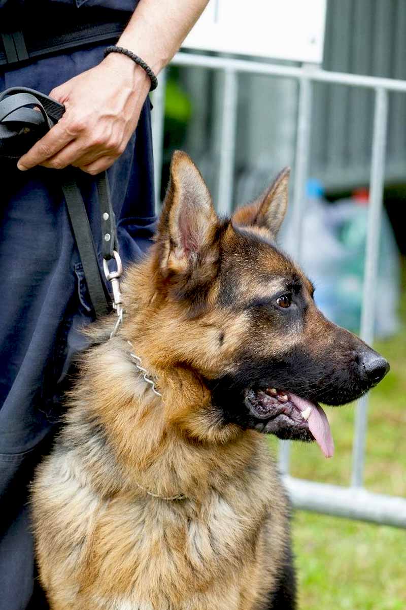 agent Cynophile MALAKI MOLOSSE INTERVENTION; UN AGENT DE S2CURITE AVEC SON CHIEN