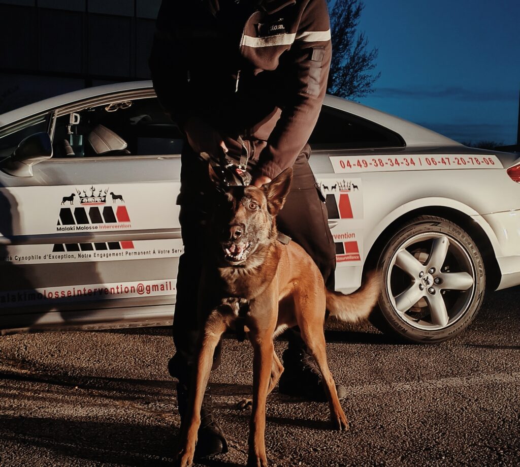 Ronde de sécurité avec agent cynophile