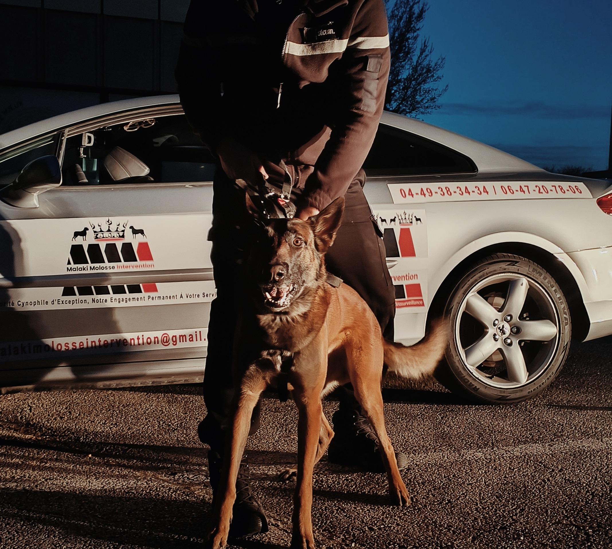 Ronde de sécurité avec agent cynophile